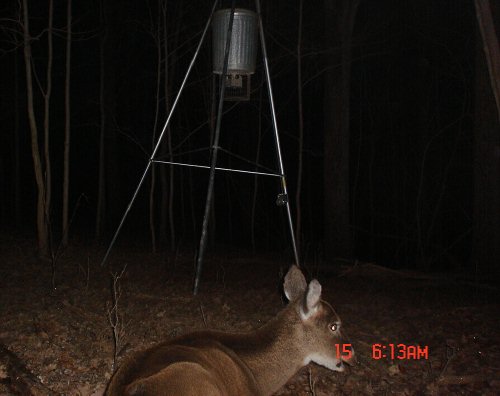 whitetail deer